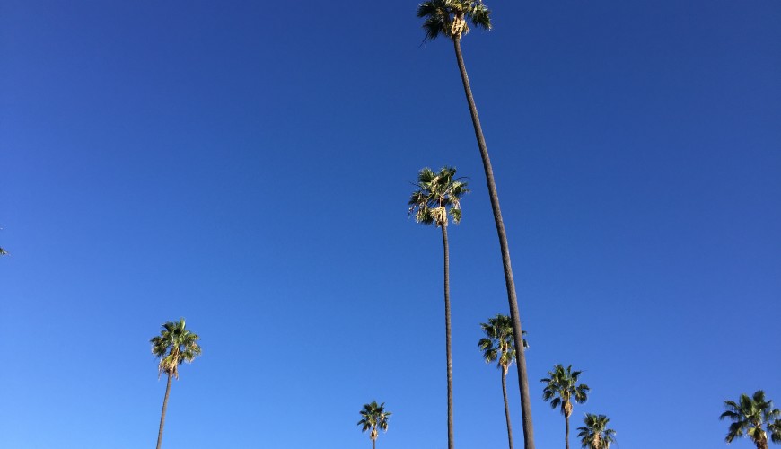 palm trees